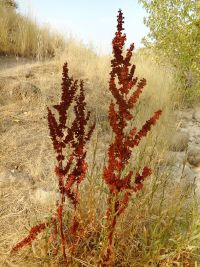 broadleaf or bitter dock (<em>Rumex obtusifolius</em>)