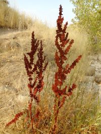 broadleaf or bitter dock (<em>Rumex obtusifolius</em>)