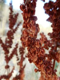 broadleaf or bitter dock (<em>Rumex obtusifolius</em>)