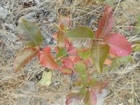 western chokecherry (<em>Prunus virginiana var. melanocarpa</em>)