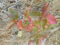 western chokecherry (<em>Prunus virginiana var. melanocarpa</em>)
