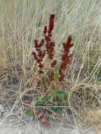 broadleaf or bitter dock (<em>Rumex obtusifolius</em>)