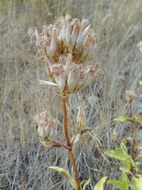 soapwort, bouncing bet (<em>Saponaria officinalis</em>)
