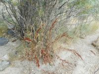 broadleaf or bitter dock (<em>Rumex obtusifolius</em>)