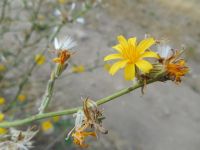 rush skeletonweed (<em>Chondrilla juncea</em>)