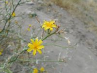 rush skeletonweed (<em>Chondrilla juncea</em>)