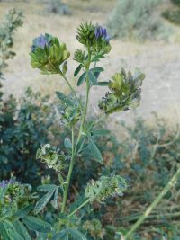 alfalfa, lucerne (<em>Medicago sativa</em>)