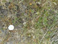 field bindweed, wild morning-glory (<em>Convolvulus arvensis</em>)