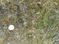 field bindweed, wild morning-glory (<em>Convolvulus arvensis</em>)