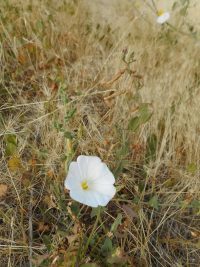 field bindweed, wild morning-glory (<em>Convolvulus arvensis</em>)