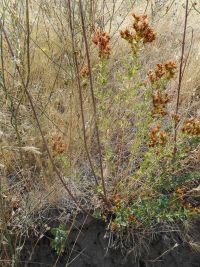 St. Johnswort, klamathweed (<em>Hypericum perforatum</em>)