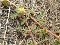goat's-head, puncturevine (<em>Tribulus terrestris</em>)