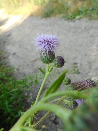 Canada or field thistle (<em>Cirsium arvense</em>)