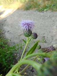 Canada or field thistle (<em>Cirsium arvense</em>)