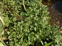 watercress (<em>Nasturtium officinale</em>)