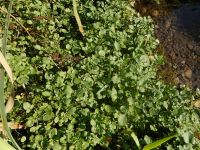 watercress (<em>Nasturtium officinale</em>)