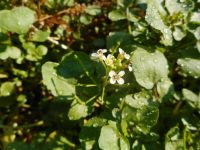 watercress (<em>Nasturtium officinale</em>)