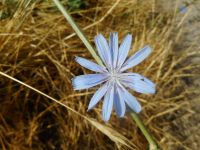 chicory (<em>Cichorium intybus</em>)