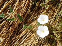 field bindweed, wild morning-glory (<em>Convolvulus arvensis</em>)