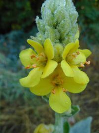 common or woolly mullein (<em>Verbascum thapsus</em>)