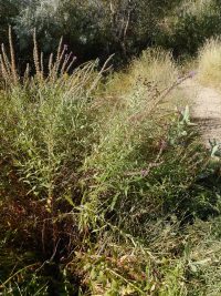 purple loosestrife (<em>Lythrum salicaria</em>)
