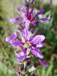 purple loosestrife (<em>Lythrum salicaria</em>)