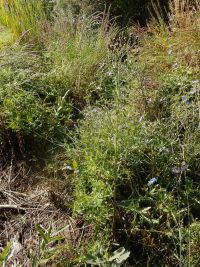 Canada or field thistle (<em>Cirsium arvense</em>)
