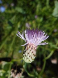 Canada or field thistle (<em>Cirsium arvense</em>)