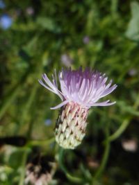 Canada or field thistle (<em>Cirsium arvense</em>)