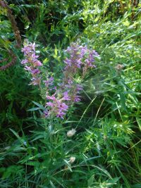 purple loosestrife (<em>Lythrum salicaria</em>)