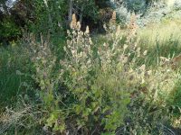 catnip (<em>Nepeta cataria</em>)