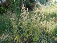 catnip (<em>Nepeta cataria</em>)