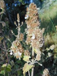 catnip (<em>Nepeta cataria</em>)
