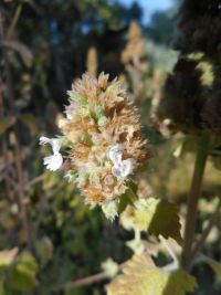 catnip (<em>Nepeta cataria</em>)
