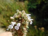 catnip (<em>Nepeta cataria</em>)