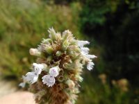 catnip (<em>Nepeta cataria</em>)