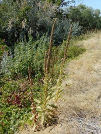 common or woolly mullein (<em>Verbascum thapsus</em>)