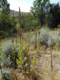 common or woolly mullein (<em>Verbascum thapsus</em>)