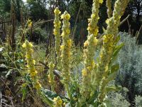 common or woolly mullein (<em>Verbascum thapsus</em>)