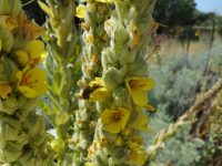 common or woolly mullein (<em>Verbascum thapsus</em>)