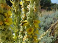 common or woolly mullein (<em>Verbascum thapsus</em>)