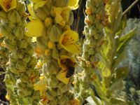 common or woolly mullein (<em>Verbascum thapsus</em>)