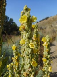 common or woolly mullein (<em>Verbascum thapsus</em>)