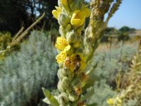 common or woolly mullein (<em>Verbascum thapsus</em>)