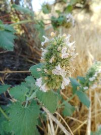 catnip (<em>Nepeta cataria</em>)