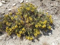 Greene's goldenbrush (<em>Ericameria greenei</em>)