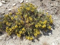 Greene's goldenbrush (<em>Ericameria greenei</em>)