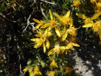 Greene's goldenbrush (<em>Ericameria greenei</em>)