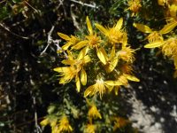Greene's goldenbrush (<em>Ericameria greenei</em>)