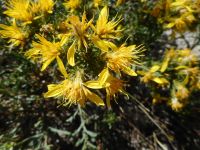 Greene's goldenbrush (<em>Ericameria greenei</em>)